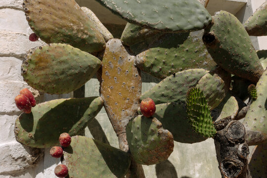 Close-up of a prickly pear cactus with ripe red fruits in a sunny garden