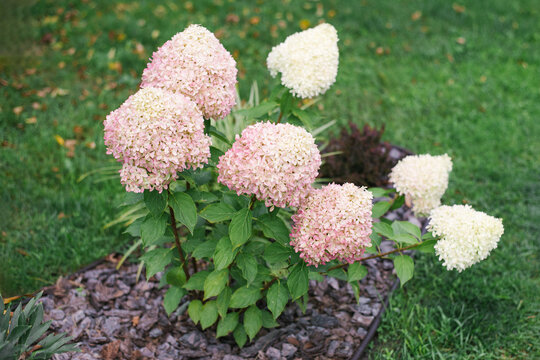 Pixio Hydrangea Paniculata Bush In Autumn Garden