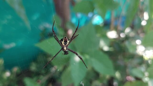 Macro Close-Up of Signature Spider (Argiope anasuja) Feeding on Web with Shallow Depth of Field and Soft Green Background