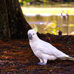 cacatúa comiendo semillas en un parque   © David