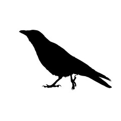 Naklejka premium Raven bird silhouette - vector illustration