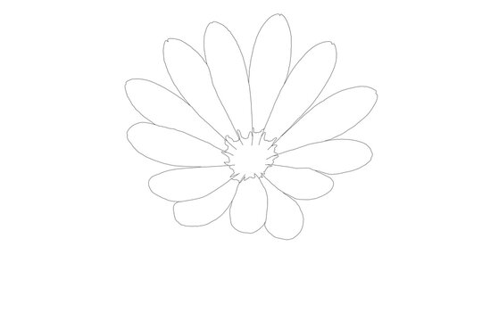 Minimalistische Strichzeichnung einer G&auml;nsebl&uuml;mchen-Bl&uuml;te auf wei&szlig;em Hintergrund