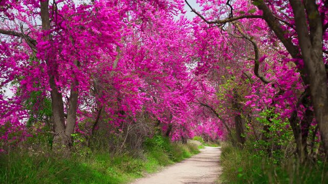 Scenic spring pathway moving through beautiful blooming tunnel of vibrant pink redbud trees creating natural arch over tranquil dirt road in serene park