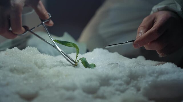 Botanist performs delicate microdissection on seedling, precision forceps and scalpel remove frost crust from leaf node, closeup reveals resilient green shoot pushing through snowlike medium, hopeful