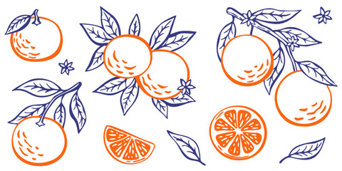 Fototapeta premium Juicy and fresh citrus illustrations in a trendy outline style. Perfect for food packaging, juice branding, summer menus, healthy lifestyle design, and social media.
