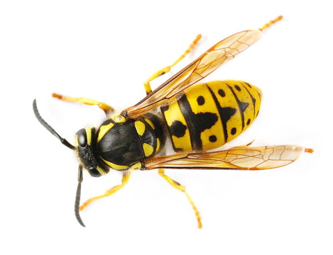 Common wasp, Vespula vulgaris, European wasp isolated on white, top view