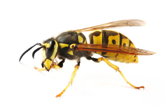 Common wasp, Vespula vulgaris, European wasp isolated on white background, side view