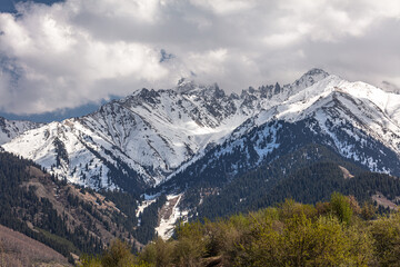 Fototapeta premium Landscape, mountain, peak, snow, plant, clubs, trees, forest,