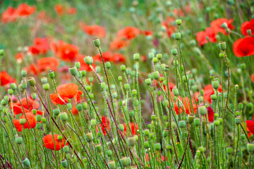 Fototapeta premium wild red poppies in the grassy field. low angle shot. narrow telephoto view. remembrance symbol. natural floral background. scenic countryside field picture in summer. red poppy flowers among grass