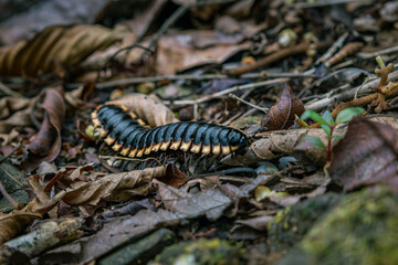 De sa prehistoria © Marina Adrover