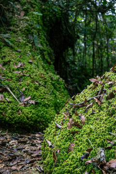 Textura de selva humida