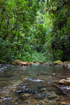 Un riu a sa selva