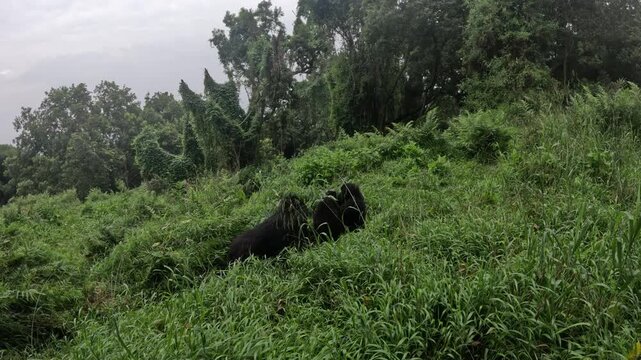 Scenic rainforest trekking with mountain gorillas in Mgahinga Uganda, immersive travel video