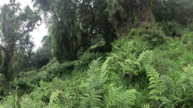 Scenic gorilla trekking video in Uganda with mountain gorillas in Mgahinga rainforest environment