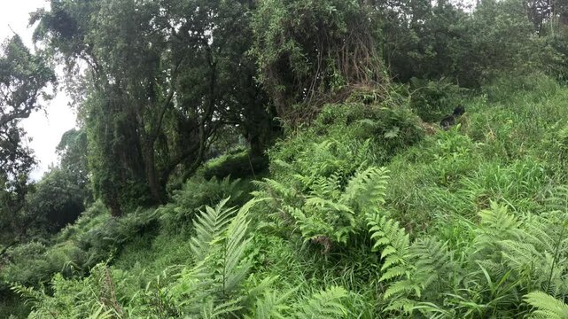 Cinematic wildlife documentary footage of mountain gorillas in Mgahinga Uganda jungle