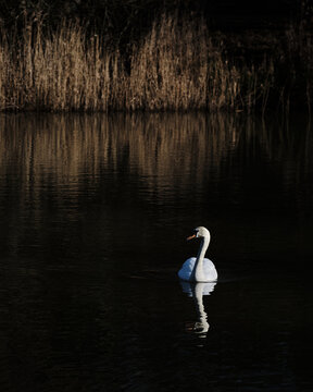 Swan on pond with reflection and dark background