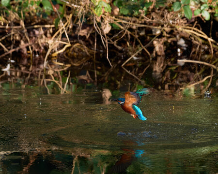 Kingfisher caught fish emerging from water