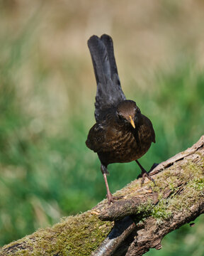 Blackbird