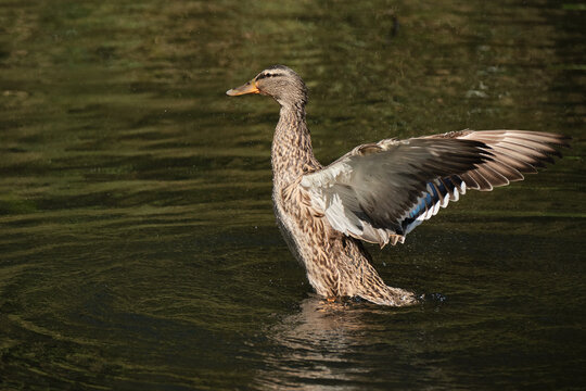 Mallard Female Flapping