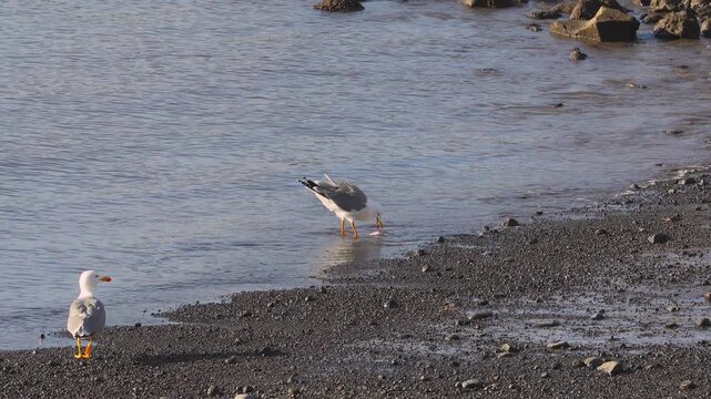 A seagull catches and carries a fish while walking on the shore in the Canary Islands.