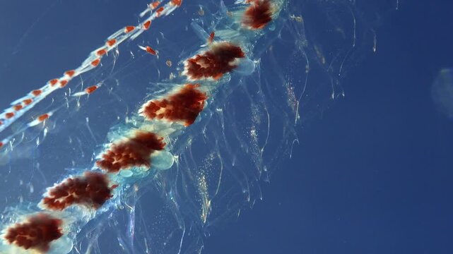 Extreme close up of the internal structure and nectophores of Agalma okenii in the ocean