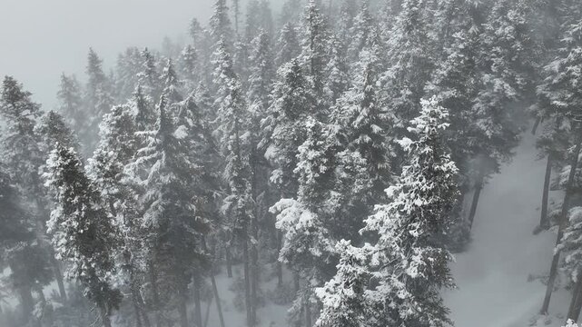 Heavy snowfall over the mountain slopes of Whistler Blackcomb Ski Resort. Trees covered in fresh, white, powdery snow. 4K aerial view from the gondola.