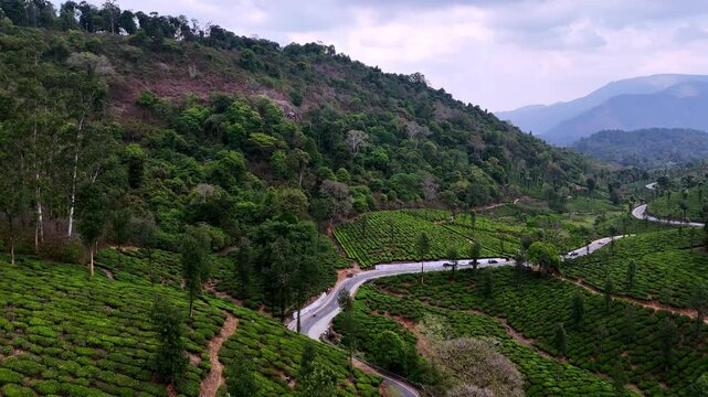 Wide cinematic aerial of Valparai highlighting rolling hills, textured tea gardens, and a curving road leading toward misty mountains, creating depth and a tranquil atmosphere.