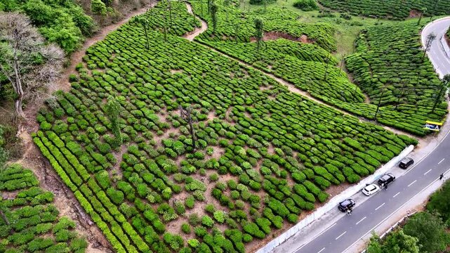 Drone footage capturing the lush tea estates of Valparai, featuring curving mountain roads, neatly aligned plantation rows, and small structures nestled within the greenery.