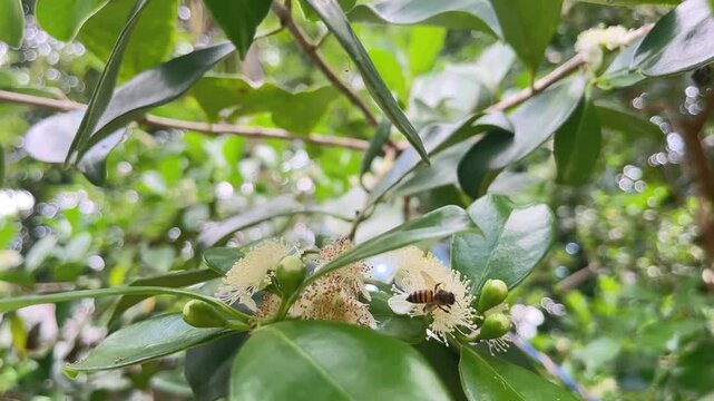 Close up of a honey bee pollinating white guava flowers in a tropical garden, busy bee collecting nectar on guava tree blossoms
