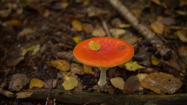 Red forest mushroom standing among autumn leaves on the woodland floor