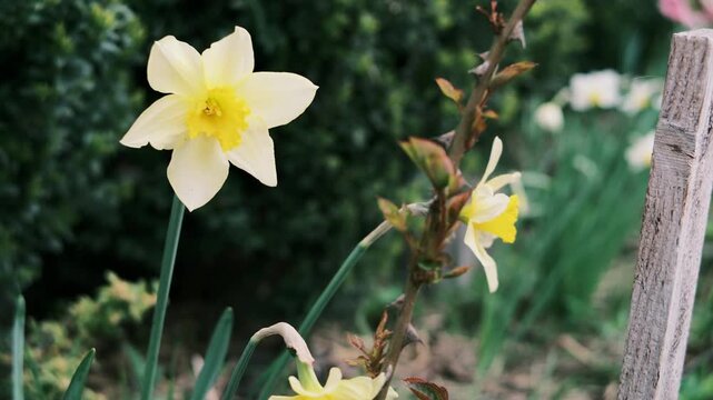 Detailed close-ups of spring daffodils featuring a distinctive film grain aesthetic. One captures a tiny insect on the yellow corona; the other rests against garden rose thorns. 