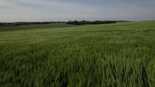 Aerial view of green wheat field waving in the wind, agricultural landscape background