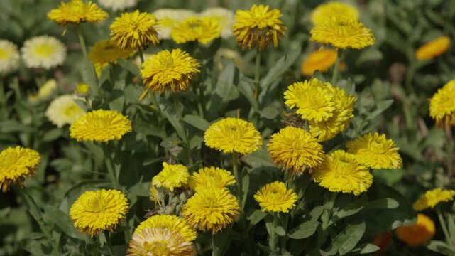 Marigolds are blooming in the garden.