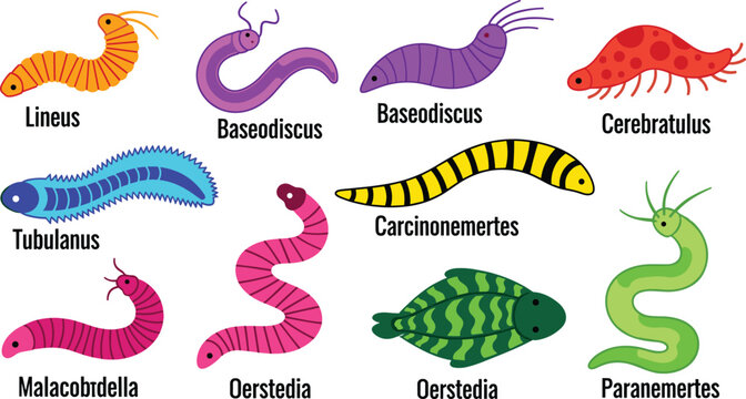 Ribbon worm species colorful marine nemertean invertebrate wildlife flat icon set