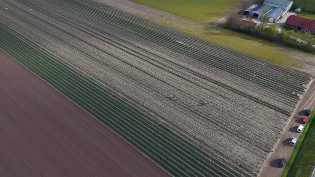 Drone footage of the Dutch village of Ens, Noordoostpolder, Flevoland, the Netherlands. Workers in the field, tilt.