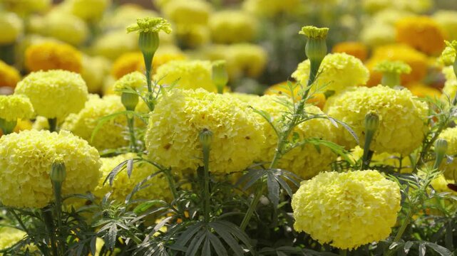 Marigolds are blooming in the garden.
