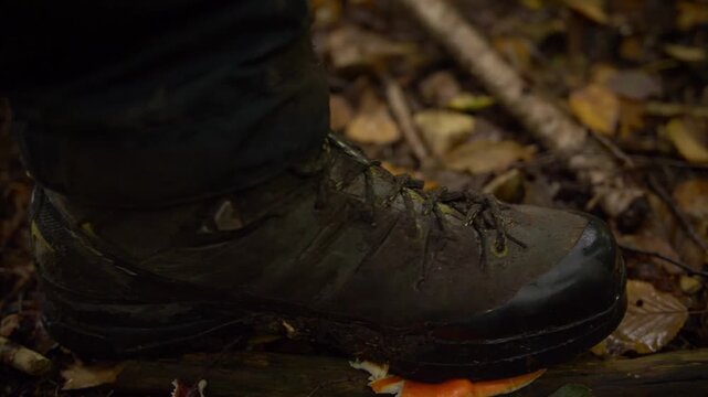 Hiker stepping on red mushroom with muddy boot on forest trail