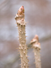 春先のタラノキの芽とトゲのある茎 Spring Bud and Thorny Stem of Japanese Angelica Tree © FRAGMENTSOFHOKKAIDO