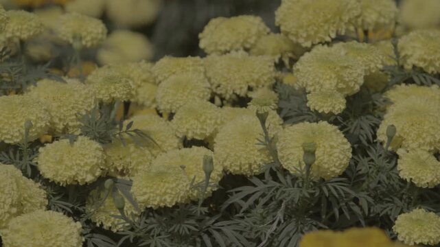Marigolds are blooming in the garden.