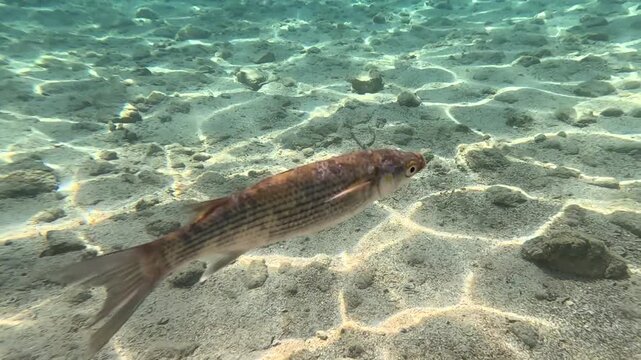 Signs of Illness: Weakened Grey Mullet Observed in Dirsekbuku Bay
