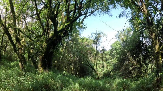 Immersive trekking experience with golden monkeys in Mgahinga National Park Uganda, lively primate interaction travel video