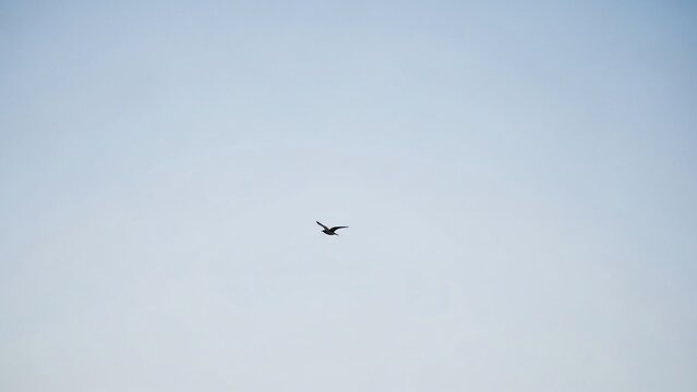 A solitary bird flying high in a clear blue sky creating a peaceful and serene atmosphere perfect for nature and wildlife themed projects