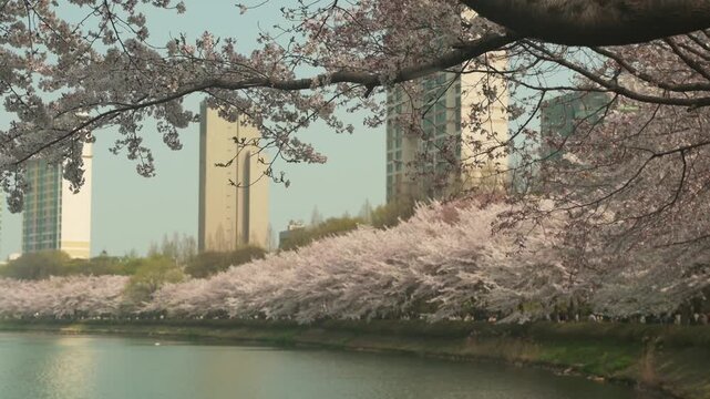 Stunning pink cherry blossoms (Sakura) full bloom during the peak of spring season at Lotte World theme park in Seoul, South Korea. 