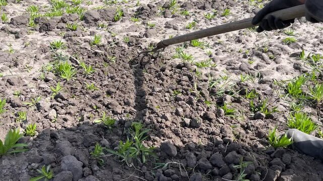Farmer working with pitchfork in the garden close up.