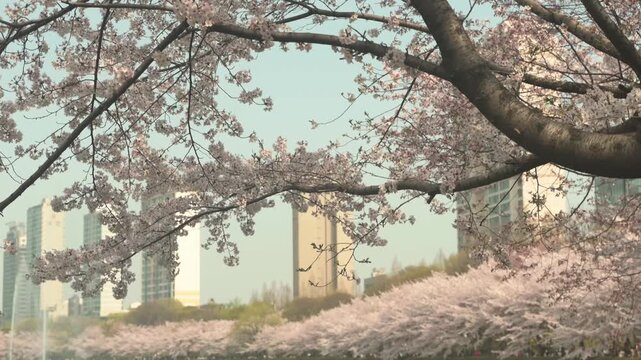 Stunning pink cherry blossoms (Sakura) full bloom during the peak of spring season at Lotte World theme park in Seoul, South Korea. 