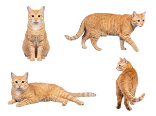 Graceful orange tabby cat depicted in four natural and captivating poses, studio photograph. © Gail