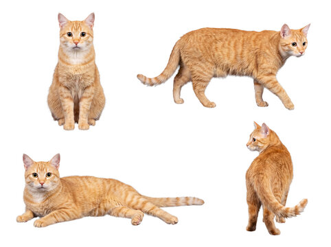 Graceful orange tabby cat depicted in four natural and captivating poses, studio photograph.