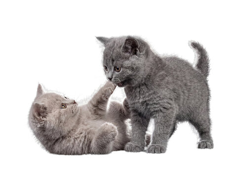 Two playful grey British Shorthair kittens engaging in a charming interaction, isolated on a transparent background.