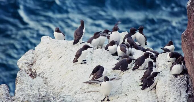 Guillemot Colony on Sea Cliff , Seabirds Resting on Coastal Rocks