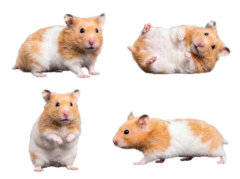 Diverse golden hamsters showcasing unique poses, including lying on back and standing.